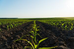 Avançar no estudo da biologia do solo é o próximo grande passo da agricultura