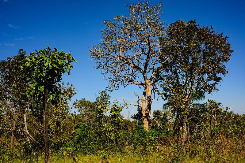 Dia do Cerrado: MT registra queda de 11% nos alertas de desmatamento