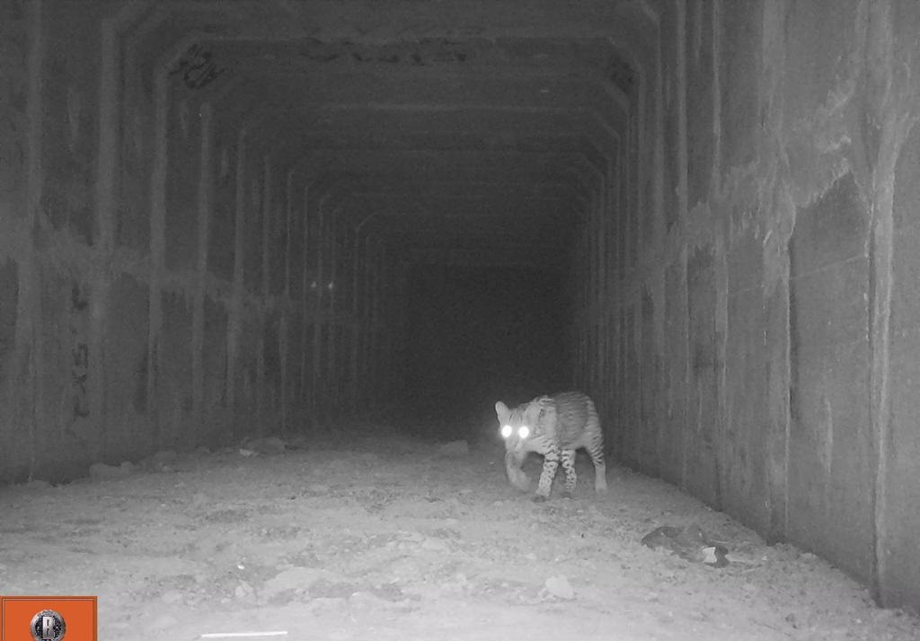 Sinfra lança campanha de prevenção a acidentes com animais nas rodovias