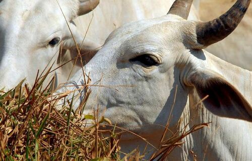 Em uma década, exportação de carnes cresce 220% em Mato Grosso