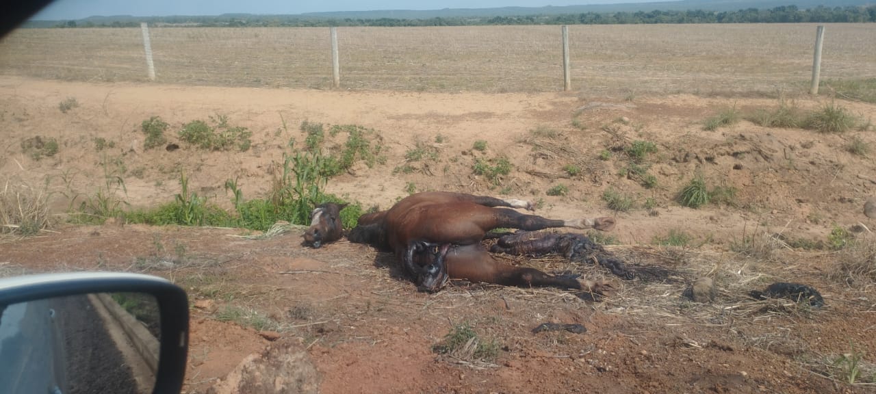 Cavalo encontrado morto e com a cabeça decepada