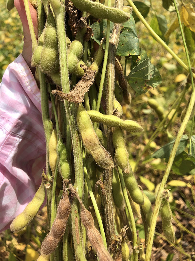 Cientistas avaliam fungicidas e cultivares para combater a podridão de grãos na soja