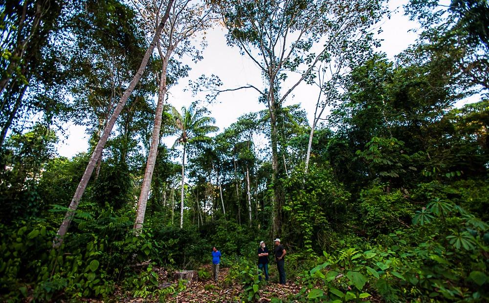 Incluído no Plano Safra, setor de base florestal trabalha para ativar linhas de crédito