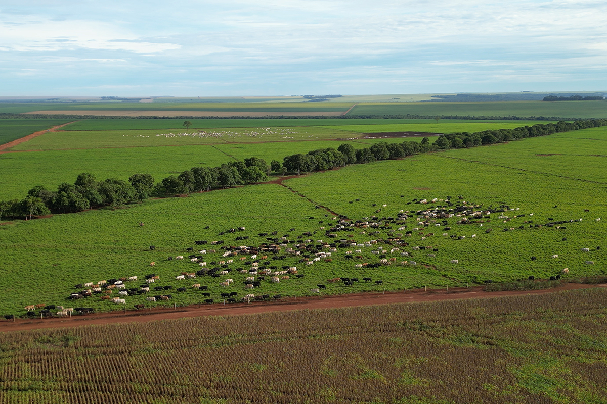 Pecuária de baixo carbono já é realidade em Mato Grosso
