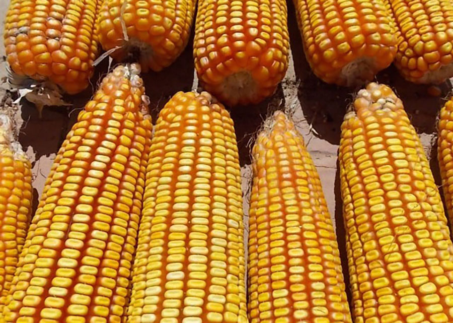 Conab atualiza estimativa da safra de grãos 2024/25 para 322,53 milhões de toneladas