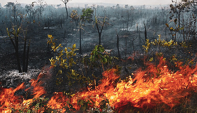 Usar fogo para queima de folhas é proibido o ano todo no perímetro urbano