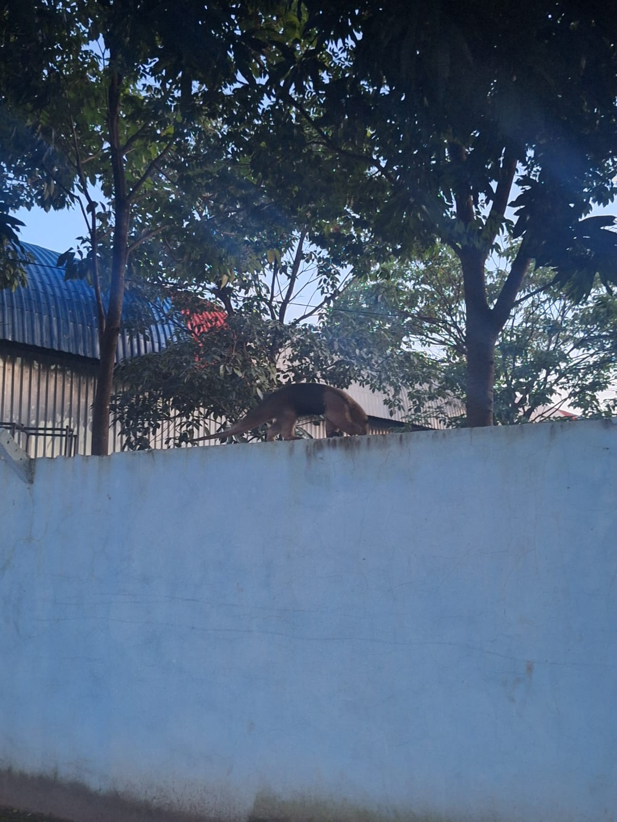 Tamanduá é flagrado em escola - veja vídeo
