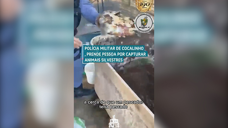 PM de Cocalinho prende homem por manter tartarugas em cativeiro