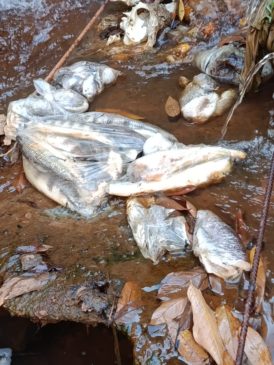 Crime ambiental no Córrego Jaú - veja vídeo