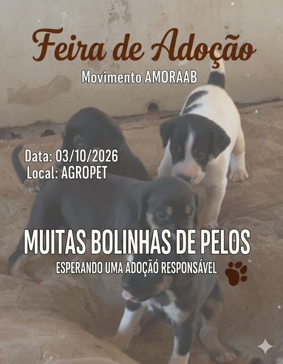 Feira de Adoção acontece em Água Boa nesta sexta-feira