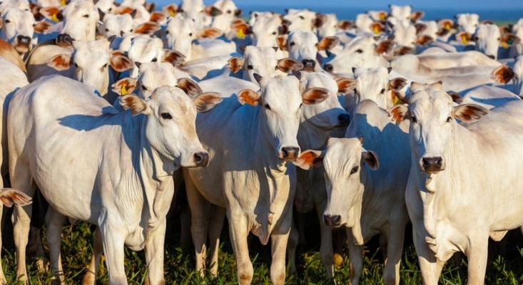 Mato Grosso mantém liderança no rebanho bovino com 32,1 milhões de cabeças; Querência registra 100.406 animais