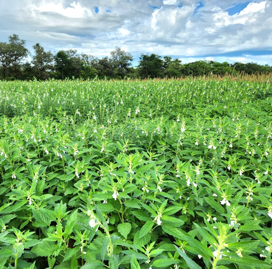 Governo de Mato Grosso isenta taxa de inscrição estadual para produtores rurais