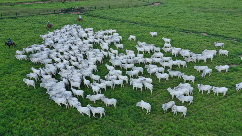 Atualizada: produção agropecuária em Novo São Joaquim