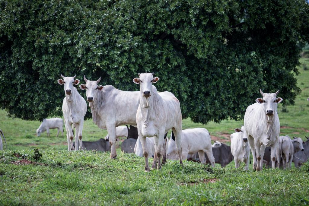 Governo define cronograma para identificação individual obrigatória de bovinos e bubalinos