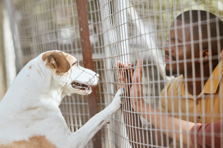 MP recomenda construção de canil municipal e controle de animais