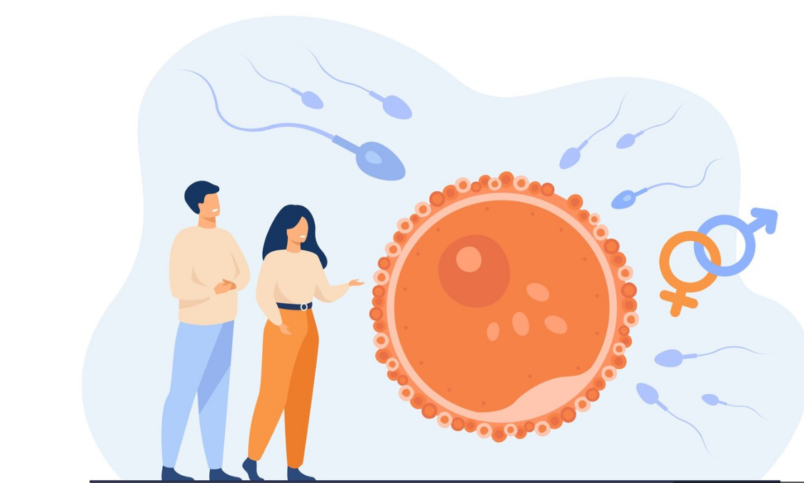 Quer engravidar? Anemia silenciosa pode estar sabotando sua fertilidade
