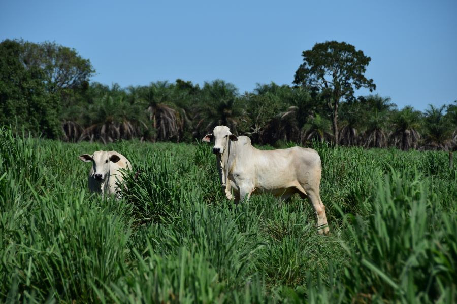 Artigo - A importância de uma boa forrageira para a sustentabilidade da pecuária