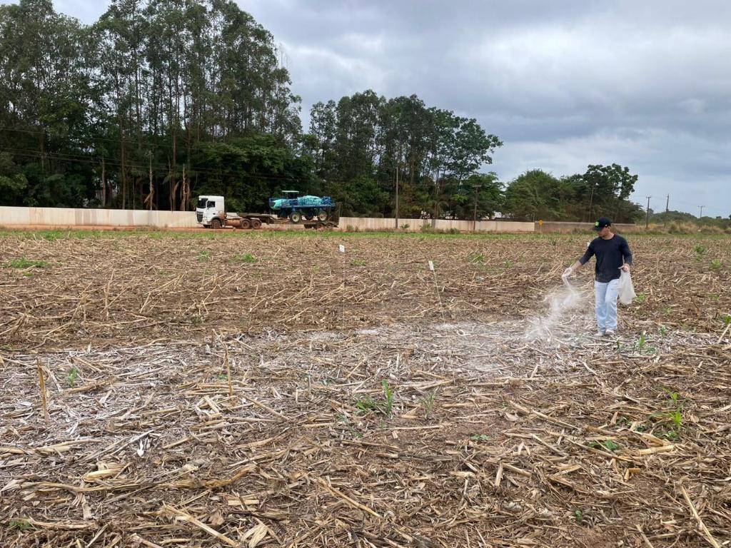 Pesquisa aponta efeitos promissores da aplicação de calcário e gesso na produtividade da soja