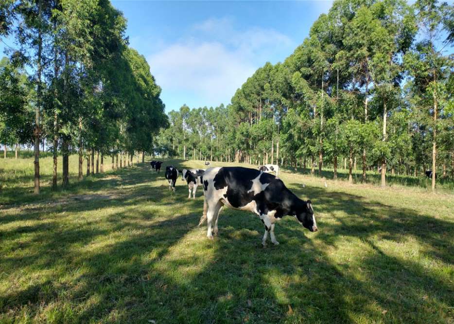 Estudos confirmam viabilidade econômica de sistemas sustentáveis de produção