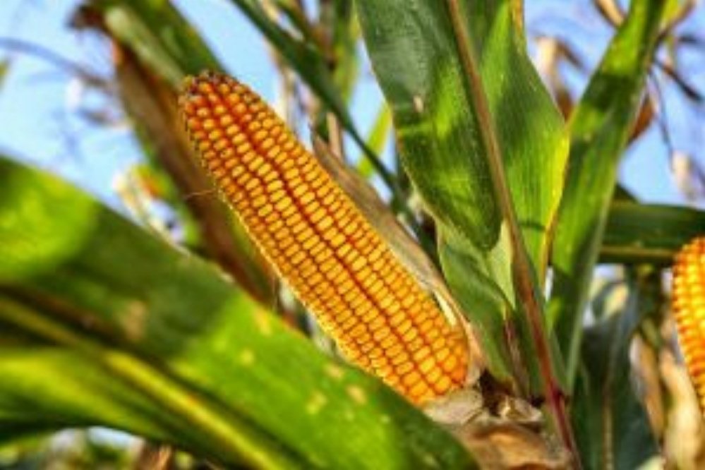 Grupo SADA vai apresentar projeto de etanol de milho em Canarana e Querência