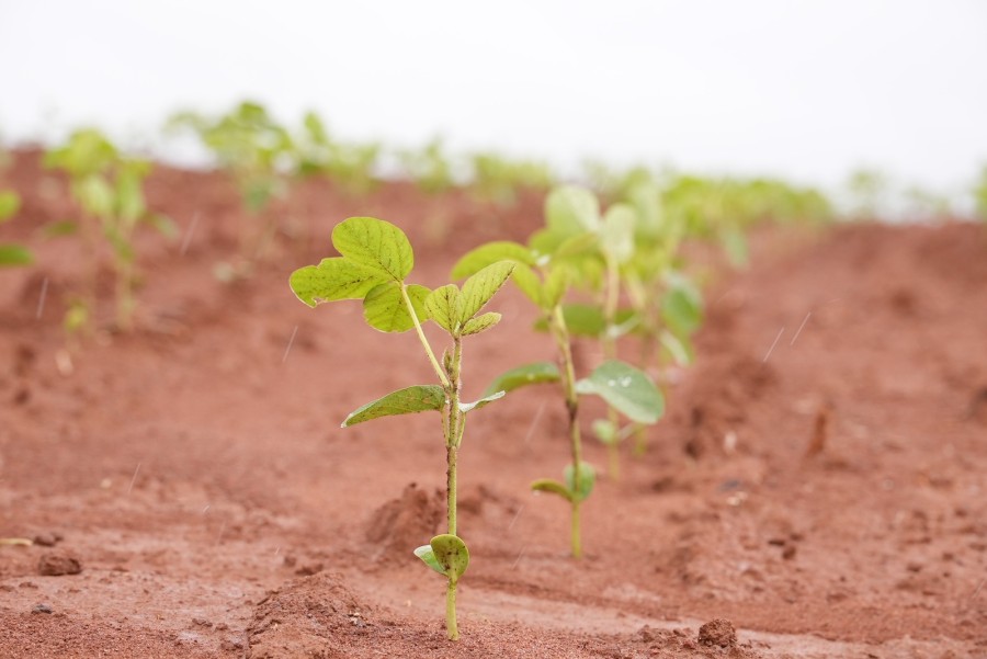 Manejo integrado abre caminho para transformar uso do fósforo na agricultura