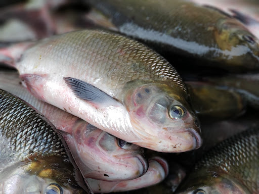 Ministério do Trabalho passa a habilitar pescadores para seguro-defeso