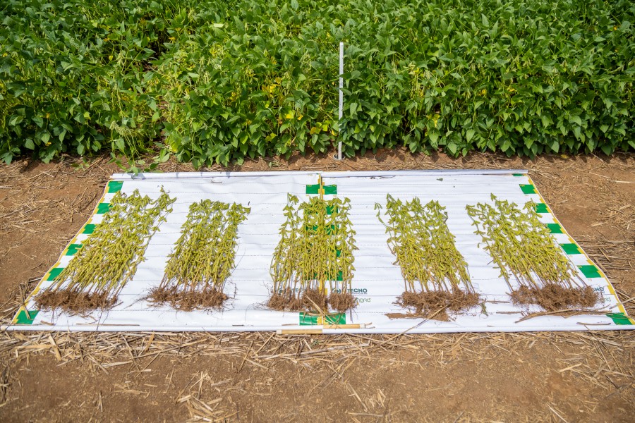 Aprosoja orienta sobre o controle de plantas daninhas na lavoura