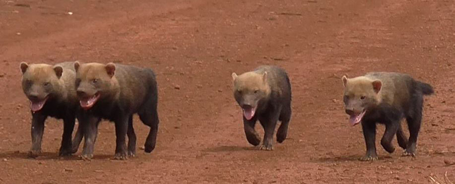 Matilha de cães vinagre foi avistada no interior - veja vídeo