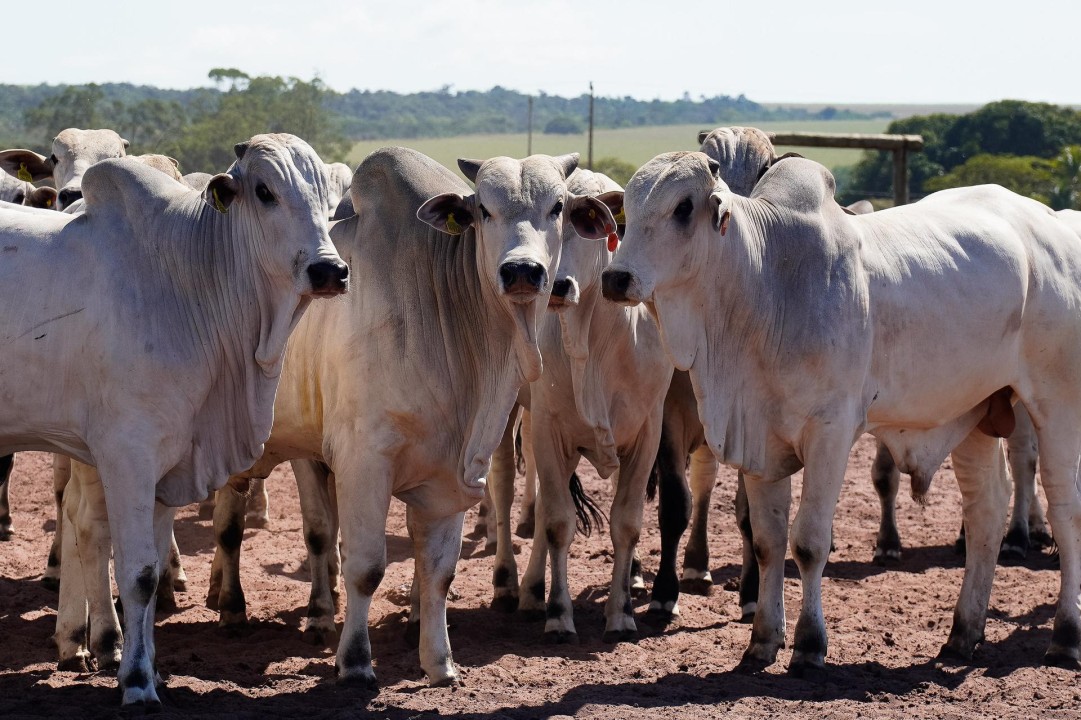 Confinamento bovino em MT deve crescer 55% em 2026