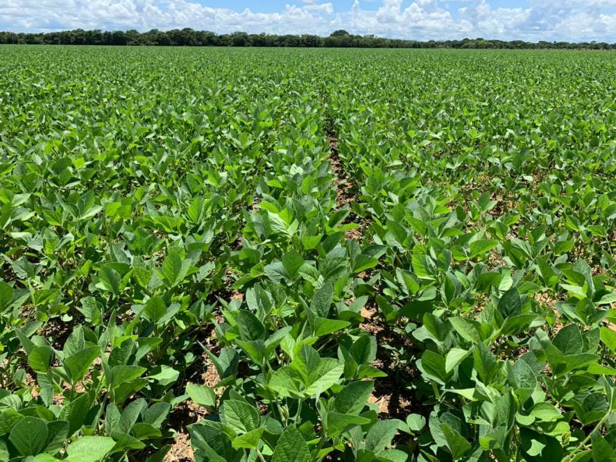 Soja terá custos maiores e cenário climático de incertezas na próxima safra