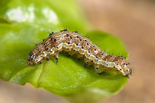 Helicoverpa armigera