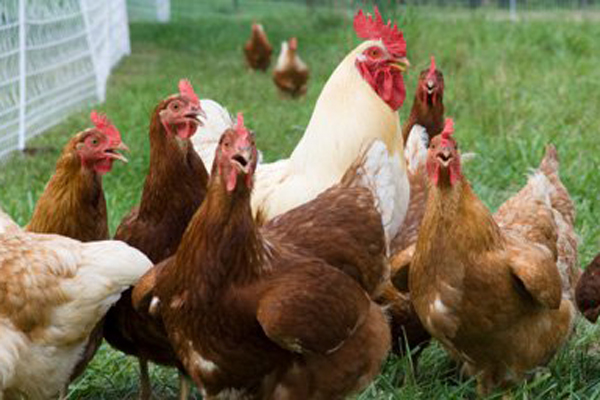 Frango caipira pode estar com os dias contados