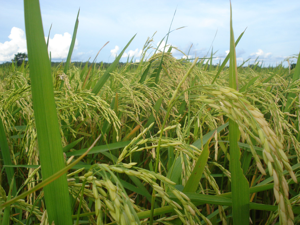 Produtividade do Arroz é excelente