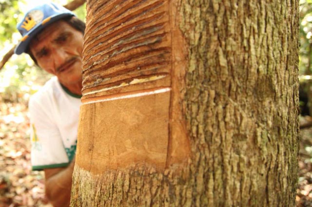 Usando um celular para escanear um código inserido no selo junto à embalagem, o consumidor pode conhecer informações do produtor, de sua cultura, do território onde vive, da forma de produção e da comercialização do produto, uma iniciativa que ajuda os consumidores a identificar empresas e produtos que valorizam e respeitam, em suas práticas comerciais, os Territórios de Diversidade Socioambiental, como o Xingu - Foto: Marcelo Salazar – ISA