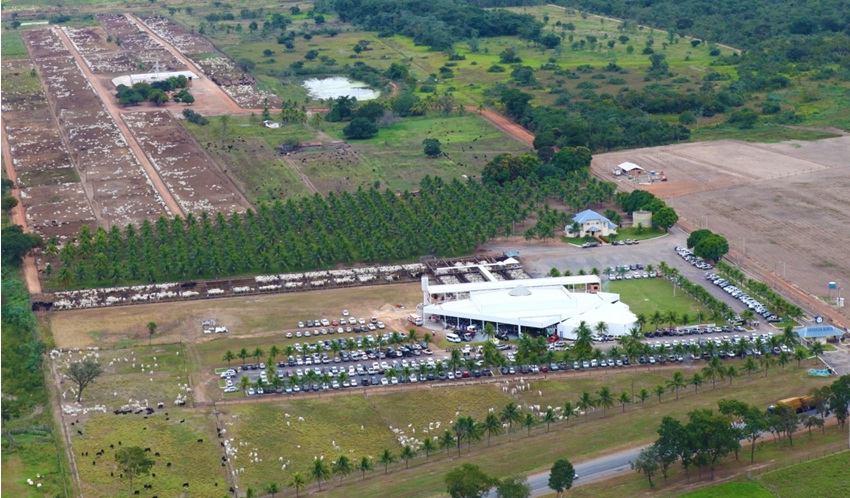 O cruzamento industrial é uma realidade da pecuária de corte em Mato Grosso, os animais apresentam excelente adaptação clima quente e a resistência a doenças e parasitas.