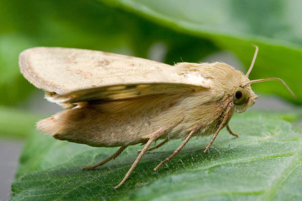 Helicoverpa armigera