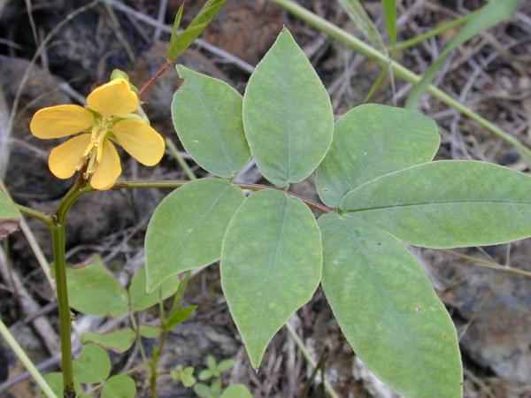 Senna occidentalis