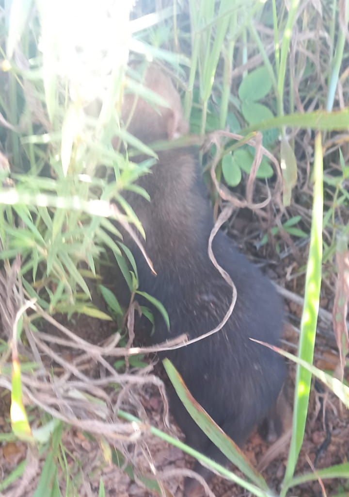 cachorro vinagre 2