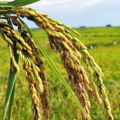 Arroz sem preço afasta os produtores