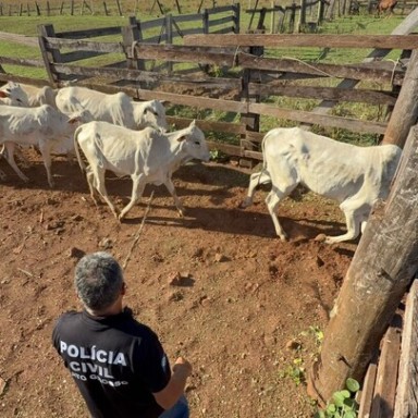 Operação conjunta recupera 74 novilhas e dois equinos após furto; caminhoneiro é preso e suspeito foge de moto